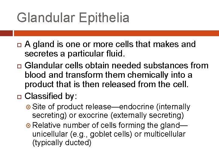 Glandular Epithelia A gland is one or more cells that makes and secretes a