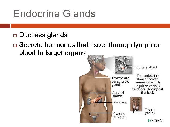 Endocrine Glands Ductless glands Secrete hormones that travel through lymph or blood to target