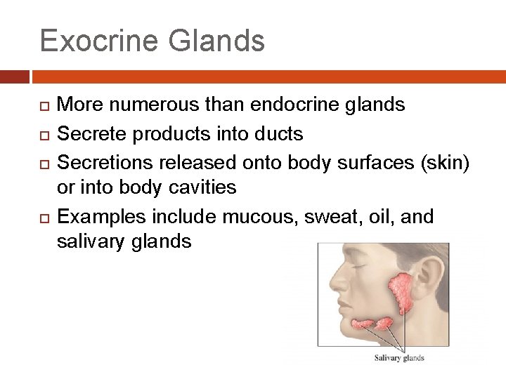 Exocrine Glands More numerous than endocrine glands Secrete products into ducts Secretions released onto