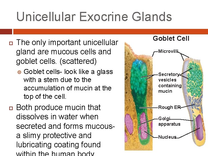 Unicellular Exocrine Glands The only important unicellular gland are mucous cells and goblet cells. Unicellular Exocrine Glands The only important unicellular gland are mucous cells and goblet cells.