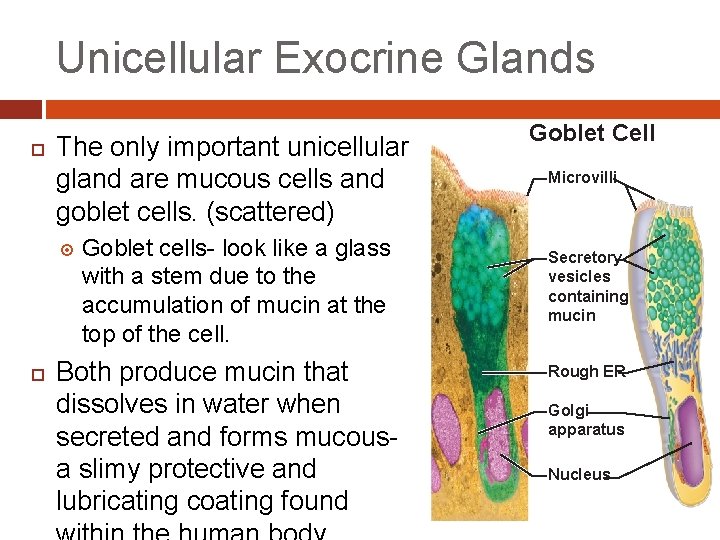 Unicellular Exocrine Glands The only important unicellular gland are mucous cells and goblet cells.