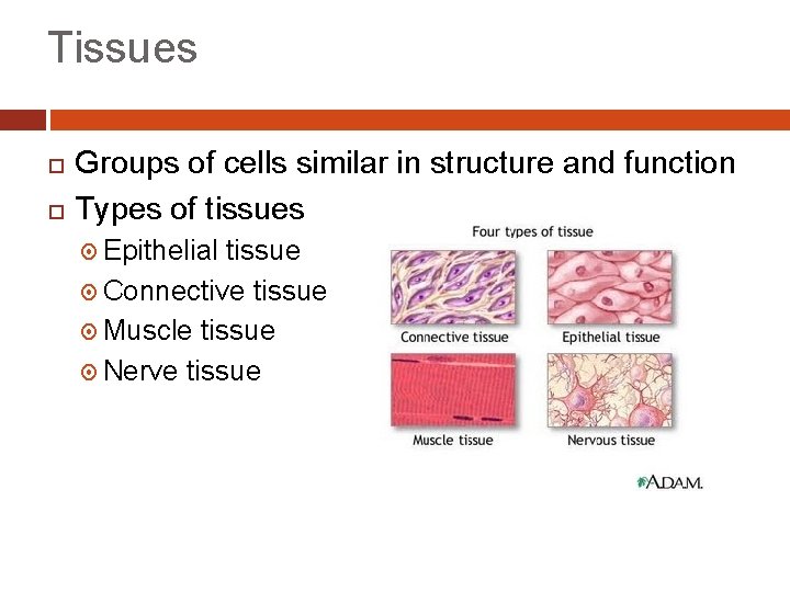 Tissues Groups of cells similar in structure and function Types of tissues Epithelial tissue