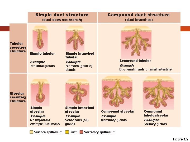 Tubular secretory structure Simple duct structure Compound duct structure (duct does not branch) (duct Tubular secretory structure Simple duct structure Compound duct structure (duct does not branch) (duct