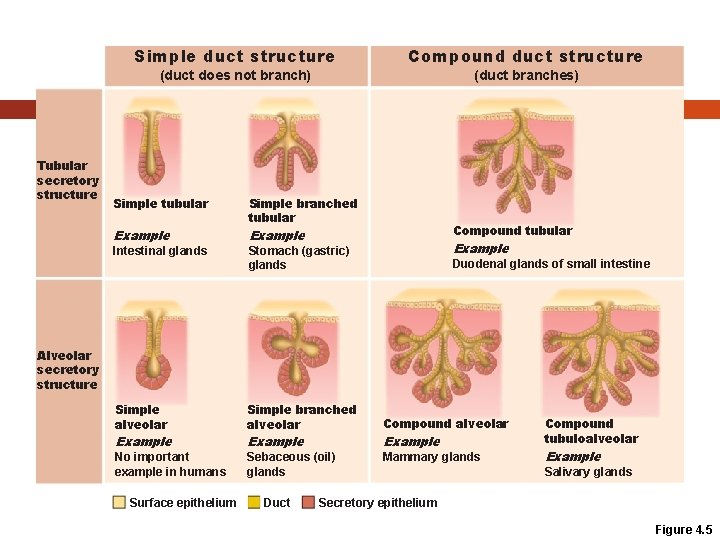 Tubular secretory structure Simple duct structure Compound duct structure (duct does not branch) (duct