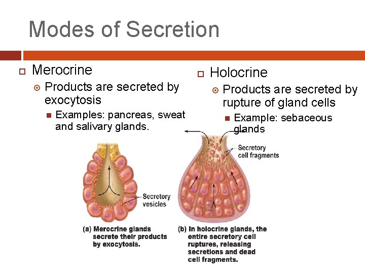 Modes of Secretion Merocrine Products are secreted by exocytosis Examples: pancreas, sweat and salivary