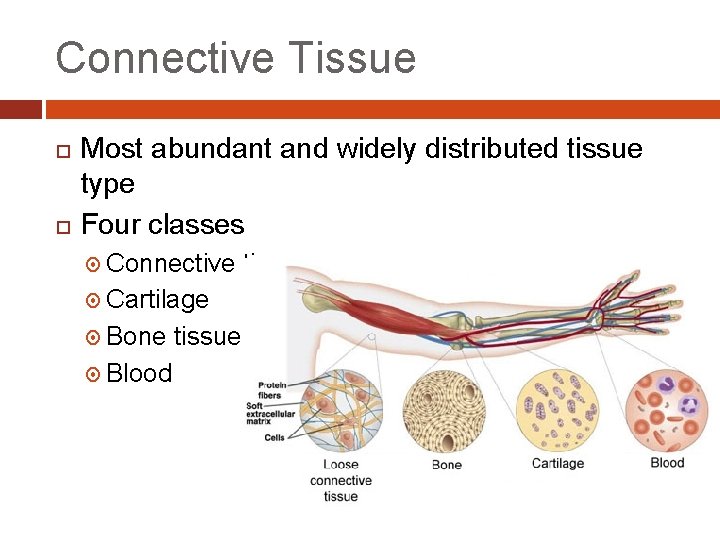 Connective Tissue Most abundant and widely distributed tissue type Four classes Connective Cartilage Bone