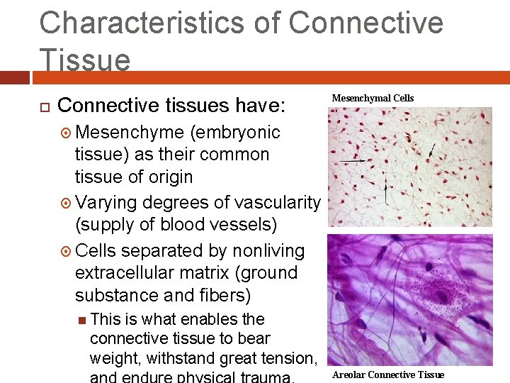 Characteristics of Connective Tissue Connective tissues have: Mesenchymal Cells Mesenchyme (embryonic tissue) as their