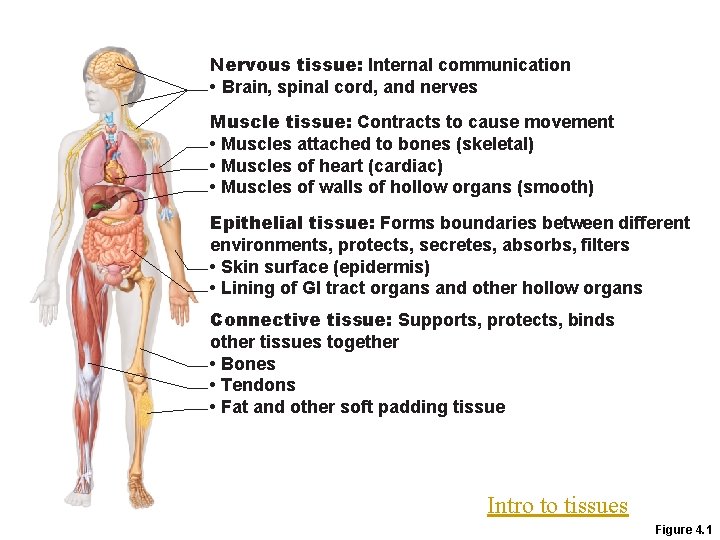 Nervous tissue: Internal communication • Brain, spinal cord, and nerves Muscle tissue: Contracts to Nervous tissue: Internal communication • Brain, spinal cord, and nerves Muscle tissue: Contracts to