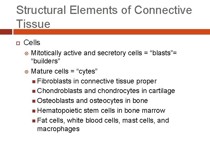 Structural Elements of Connective Tissue Cells Mitotically active and secretory cells = “blasts”= “builders”