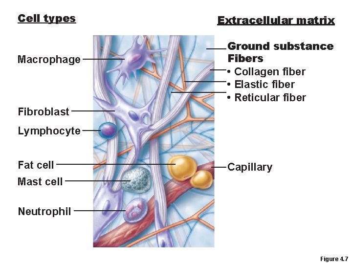 Cell types Macrophage Extracellular matrix Ground substance Fibers • Collagen fiber • Elastic fiber