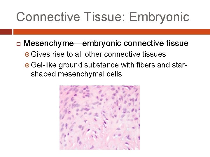 Connective Tissue: Embryonic Mesenchyme—embryonic connective tissue Gives rise to all other connective tissues Gel-like