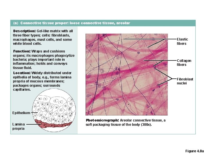 (a) Connective tissue proper: loose connective tissue, areolar Description: Gel-like matrix with all three (a) Connective tissue proper: loose connective tissue, areolar Description: Gel-like matrix with all three