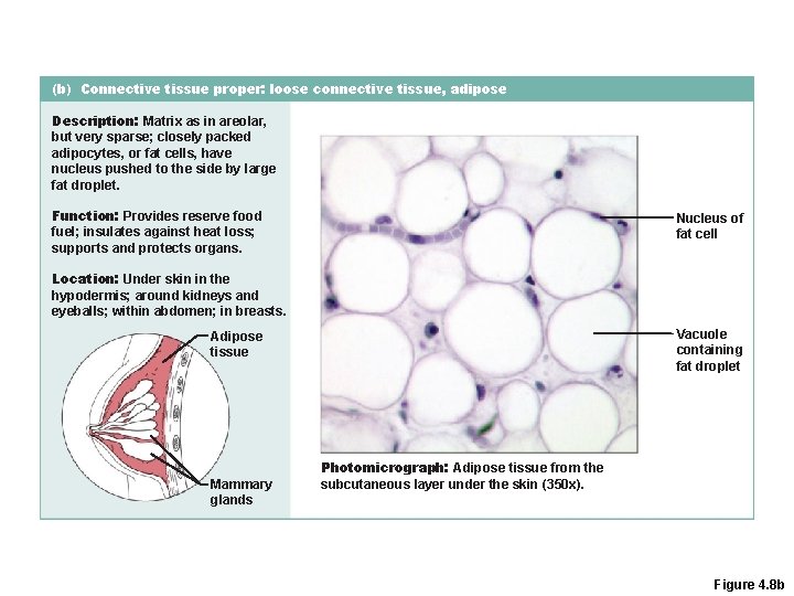 (b) Connective tissue proper: loose connective tissue, adipose Description: Matrix as in areolar, but