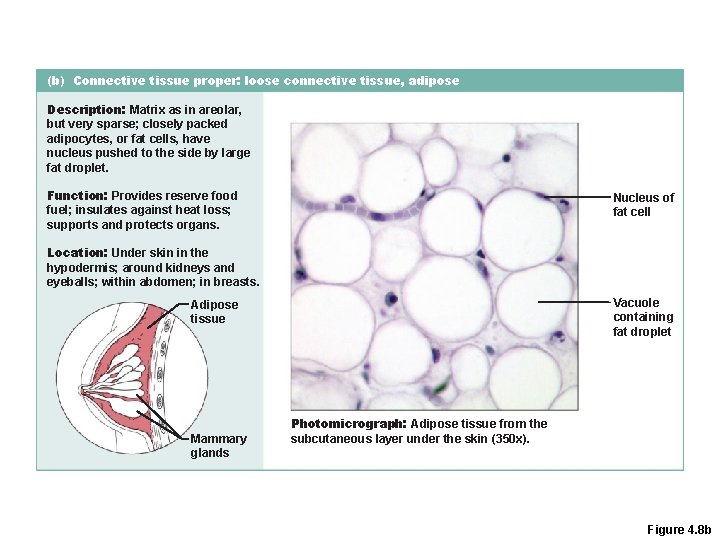 (b) Connective tissue proper: loose connective tissue, adipose Description: Matrix as in areolar, but (b) Connective tissue proper: loose connective tissue, adipose Description: Matrix as in areolar, but