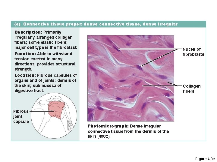 (e) Connective tissue proper: dense connective tissue, dense irregular Description: Primarily irregularly arranged collagen (e) Connective tissue proper: dense connective tissue, dense irregular Description: Primarily irregularly arranged collagen