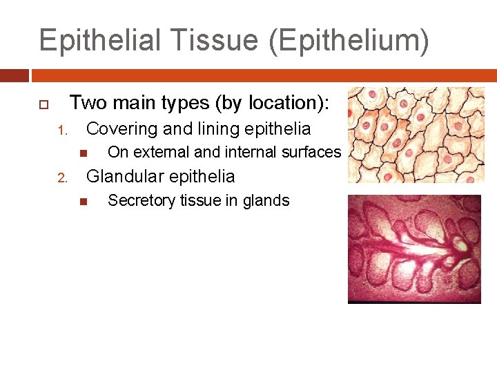 Epithelial Tissue (Epithelium) Two main types (by location): 1. Covering and lining epithelia 2.