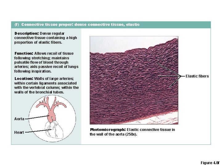 (f) Connective tissue proper: dense connective tissue, elastic Description: Dense regular connective tissue containing (f) Connective tissue proper: dense connective tissue, elastic Description: Dense regular connective tissue containing
