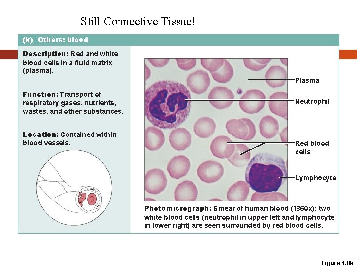 Still Connective Tissue! (k) Others: blood Description: Red and white blood cells in a