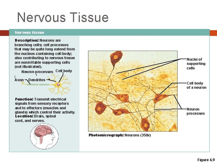 Nervous Tissue Nervous tissue Description: Neurons are branching cells; cell processes that may be Nervous Tissue Nervous tissue Description: Neurons are branching cells; cell processes that may be