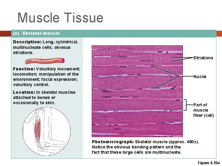 Muscle Tissue (a) Skeletal muscle Description: Long, cylindrical, multinucleate cells; obvious striations. Striations Function: