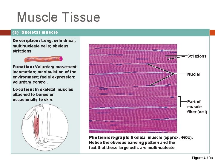 Muscle Tissue (a) Skeletal muscle Description: Long, cylindrical, multinucleate cells; obvious striations. Striations Function: Muscle Tissue (a) Skeletal muscle Description: Long, cylindrical, multinucleate cells; obvious striations. Striations Function: