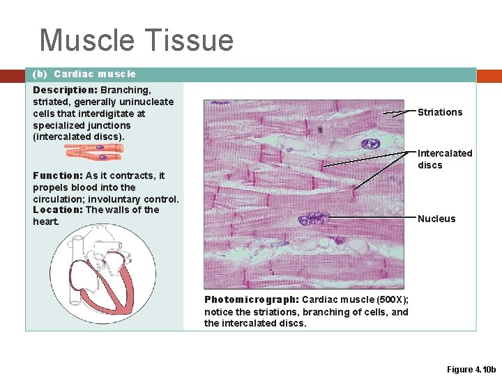 Muscle Tissue (b) Cardiac muscle Description: Branching, striated, generally uninucleate cells that interdigitate at