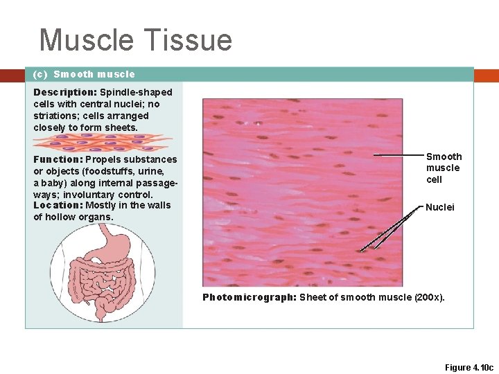 Muscle Tissue (c) Smooth muscle Description: Spindle-shaped cells with central nuclei; no striations; cells