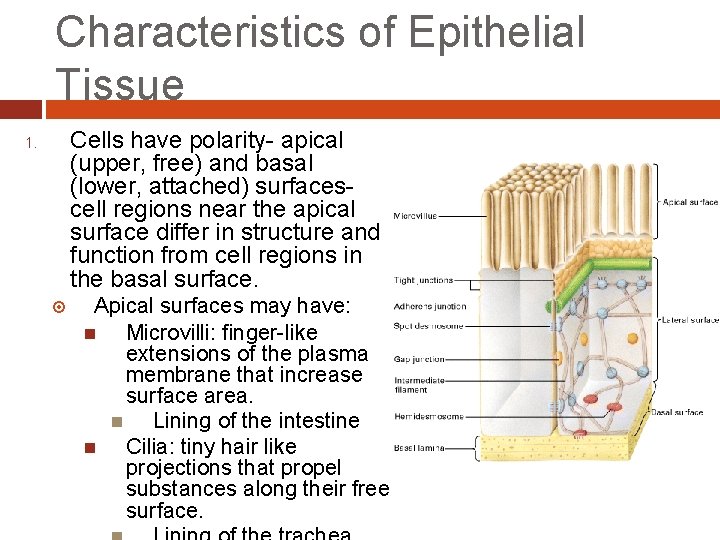 Characteristics of Epithelial Tissue Cells have polarity- apical (upper, free) and basal (lower, attached)