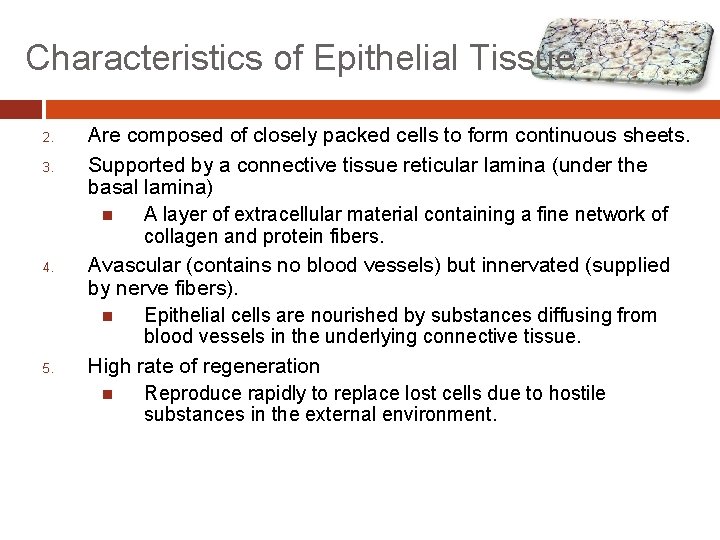 Characteristics of Epithelial Tissue 2. 3. 4. 5. Are composed of closely packed cells Characteristics of Epithelial Tissue 2. 3. 4. 5. Are composed of closely packed cells