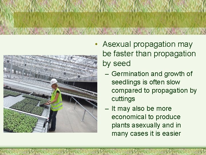  • Asexual propagation may be faster than propagation by seed – Germination and