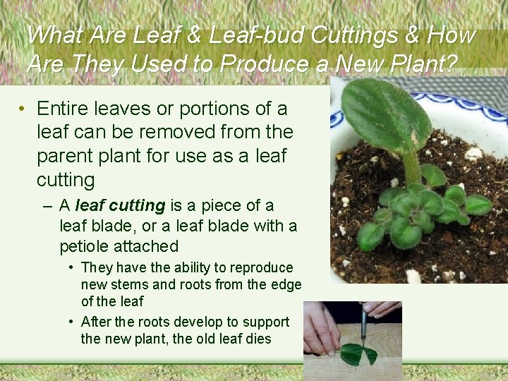 What Are Leaf & Leaf-bud Cuttings & How Are They Used to Produce a