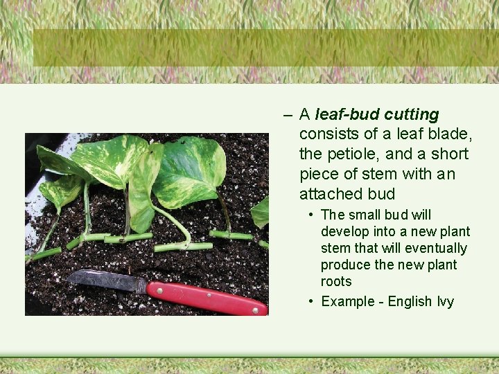 – A leaf-bud cutting consists of a leaf blade, the petiole, and a short