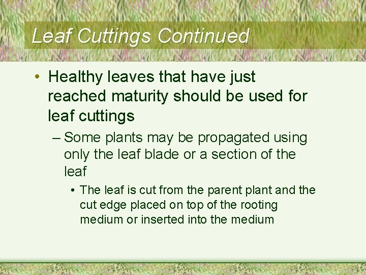 Leaf Cuttings Continued • Healthy leaves that have just reached maturity should be used