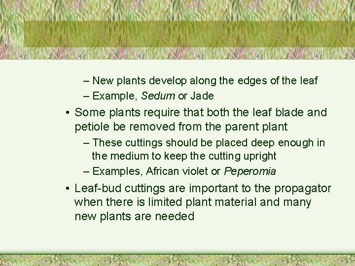 – New plants develop along the edges of the leaf – Example, Sedum or