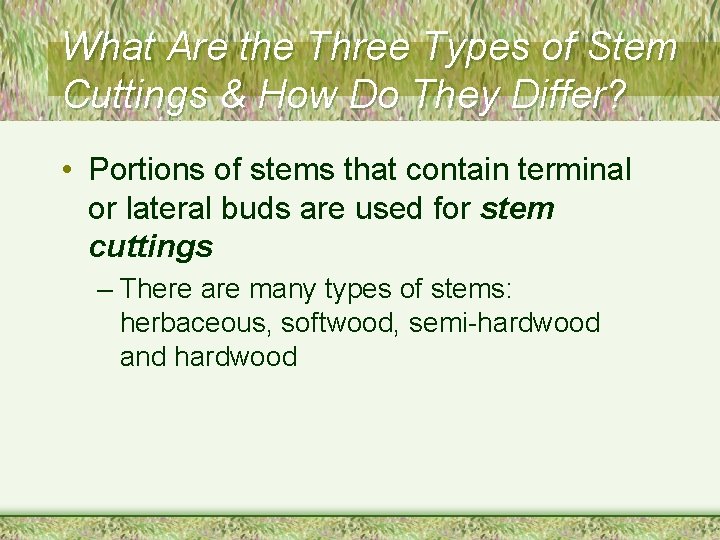 What Are the Three Types of Stem Cuttings & How Do They Differ? •