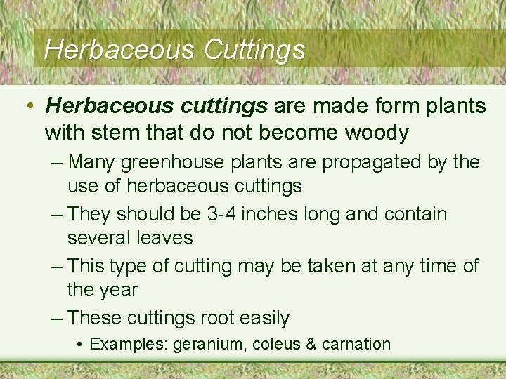 Herbaceous Cuttings • Herbaceous cuttings are made form plants with stem that do not