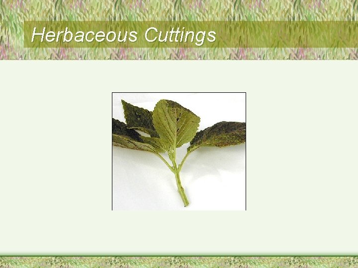 Herbaceous Cuttings 