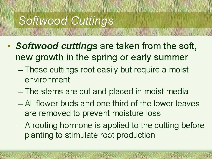 Softwood Cuttings • Softwood cuttings are taken from the soft, new growth in the