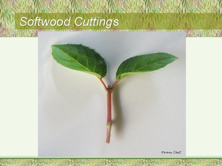 Softwood Cuttings 