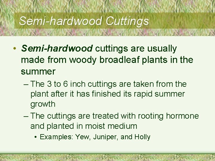 Semi-hardwood Cuttings • Semi-hardwood cuttings are usually made from woody broadleaf plants in the