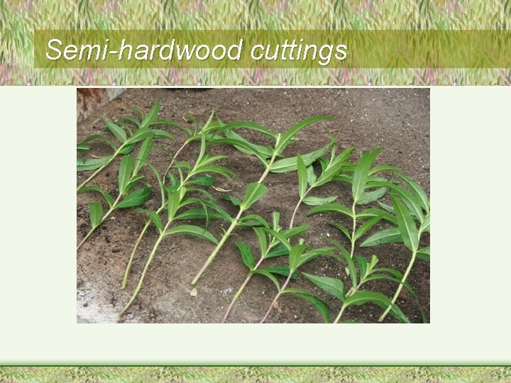 Semi-hardwood cuttings 