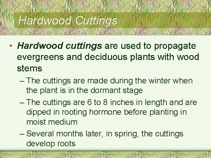 Hardwood Cuttings • Hardwood cuttings are used to propagate evergreens and deciduous plants with