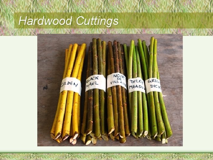 Hardwood Cuttings 