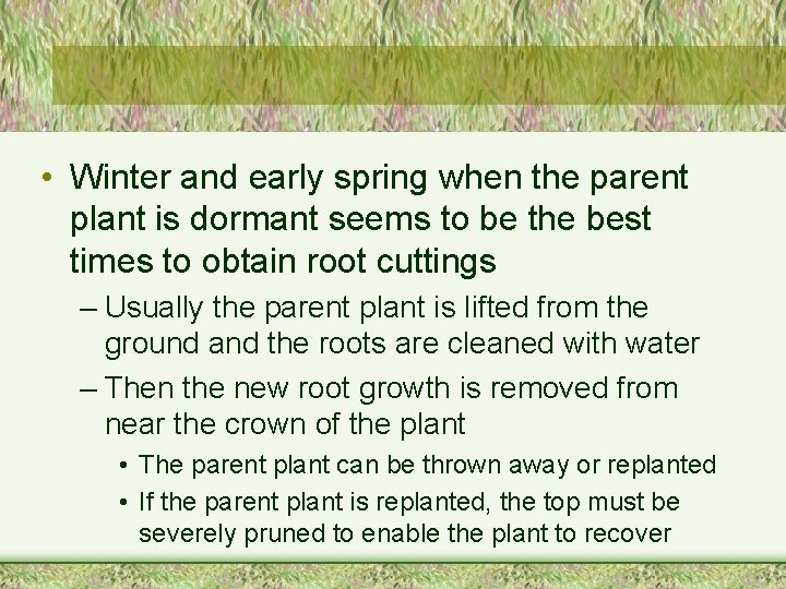  • Winter and early spring when the parent plant is dormant seems to