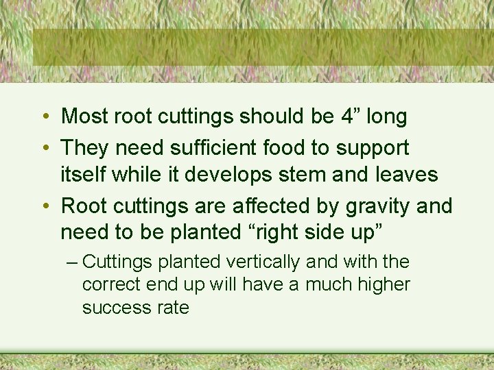  • Most root cuttings should be 4” long • They need sufficient food