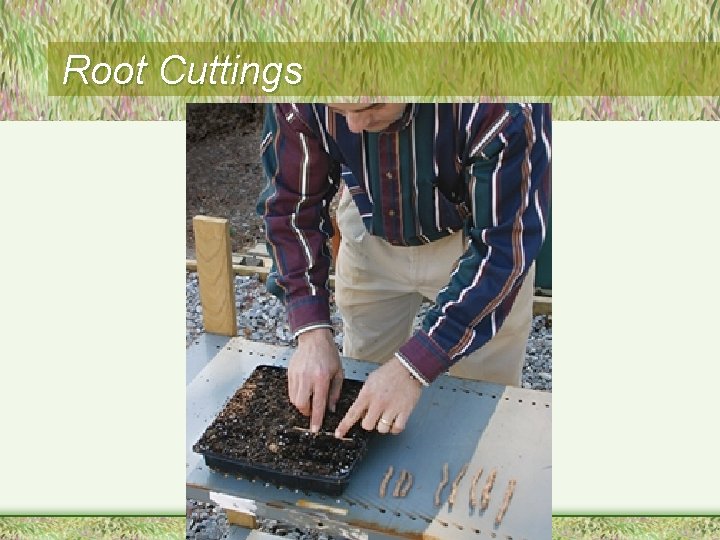 Root Cuttings 