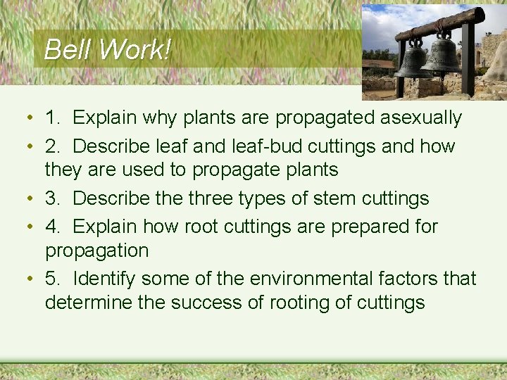 Bell Work! • 1. Explain why plants are propagated asexually • 2. Describe leaf