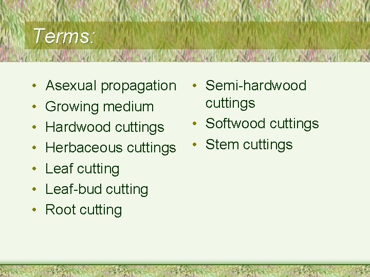 Terms: • • Asexual propagation Growing medium Hardwood cuttings Herbaceous cuttings Leaf cutting Leaf-bud