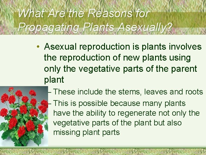 What Are the Reasons for Propagating Plants Asexually? • Asexual reproduction is plants involves