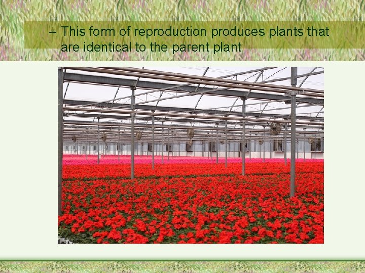 – This form of reproduction produces plants that are identical to the parent plant